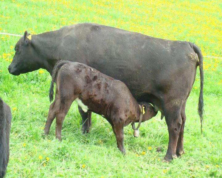 Gaststätte zum Rechberg